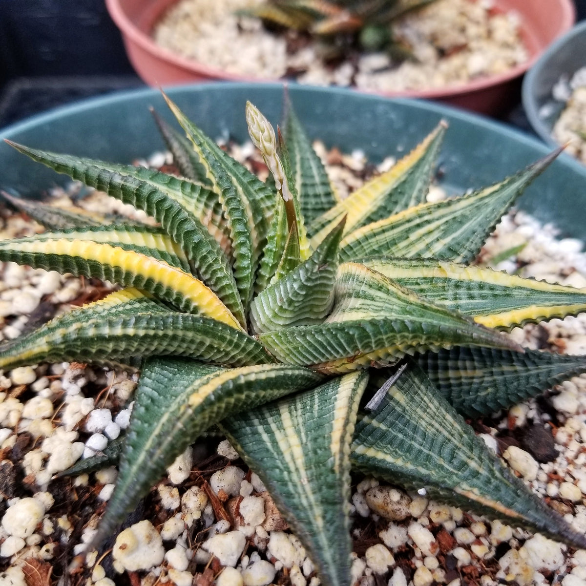 Get em while you can! Desert Bloom Nursery