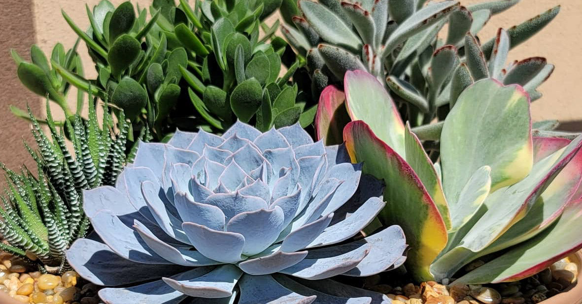Desert Bloom Nursery